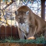 mountain lion