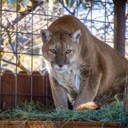 mountain lion