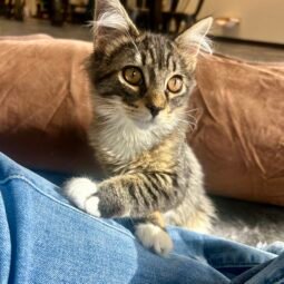 Elevated Communities Cat Cafe - Admission for 2 + 1 drink