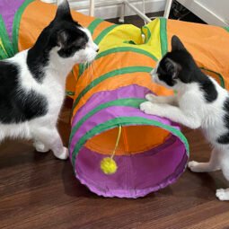 Comfort & Joy Cat Cafe - 1hr. admission