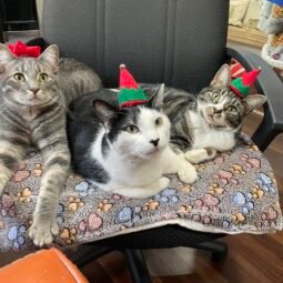 Comfort & Joy Cat Cafe - admission