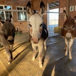 Lil Buckaroo's Farm & Petting Zoo
