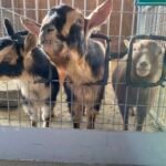 goats for kids to pet and feed